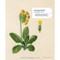 Livre Herbier brode - 33 plantes a broder - Librairie Créative