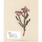 Livre Herbier brode - 33 plantes a broder - Librairie Créative