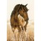Broderie Chevaux - Cheval - Vervaco