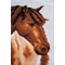 Broderie Chevaux - Cheval - Vervaco