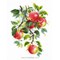 Broderie Fleurs et Plantes - Juicy Apples - RIOLIS