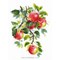 Broderie Fleurs et Plantes - Juicy Apples - RIOLIS