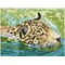 Broderie diamant Squares - Prince de la jungle - Diamond Dotz