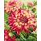 Broderie Fleurs et Plantes - Dahlias - RIOLIS