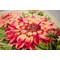 Broderie Fleurs et Plantes - Dahlias - RIOLIS