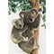Bébé koala sur le dos de sa maman point de croix compté - Vervaco