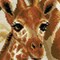 Les girafes tableau point de croix - RIOLIS