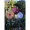 Livre - Empreinte de nature - une annee de creations textiles, vegetales... - Librairie Créative