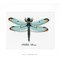 Kit point de croix beau libellule - Vervaco