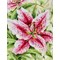 Broderie Fleurs et Plantes - Lilies - RIOLIS