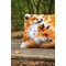Coussins Point Noue - Renards en automne - Vervaco