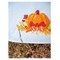 Torchon Broderie Traditionnelle - Vaisselle automne - Vervaco
