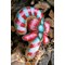 Kit coussin Vervaco candy - eva m au point de croix