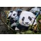 Kit coussin portrait d'un panda de Vervaco au point de croix