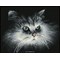 Broderie diamant Squares - Shadow cat - Diamond Dotz