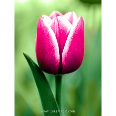 Broderie diamant Wizardi tulip