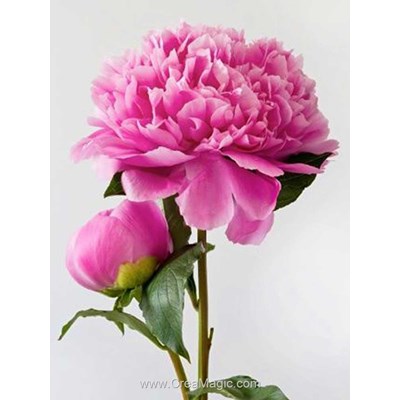 Broderie diamant pink peony - Wizardi