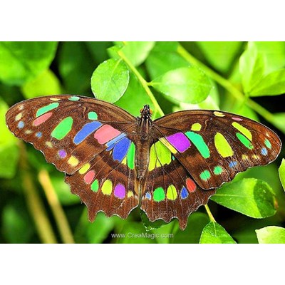 Broderie diamant papillon lumineux de Collection d'art