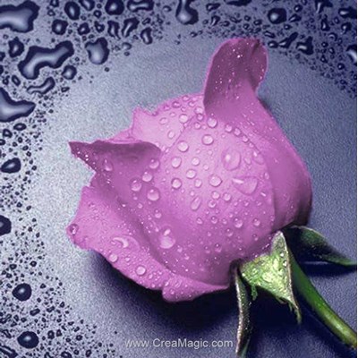 Broderie diamant pink rose - Diamond Painting