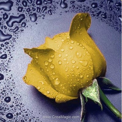 Broderie diamant yellow rose - Diamond Painting