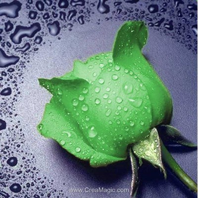 Broderie diamant Diamond Painting green rose