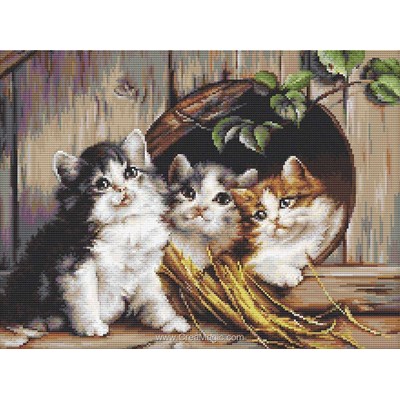 Broderie au point compté 3 chatons angora à l'abris - Luca-S