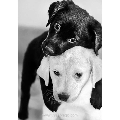 Broderie diamant Collection d'art duo de labradors noir et blanc