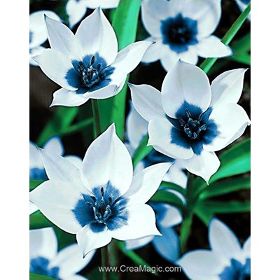 Kit broderie diamant blue eye tulips de Wizardi