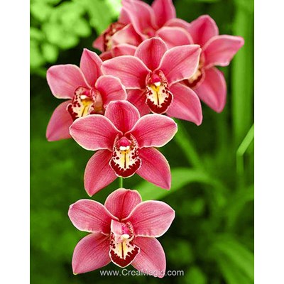 Kit broderie diamant Wizardi cymbidium