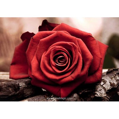 Broderie diamant rose rouge de Collection d'art