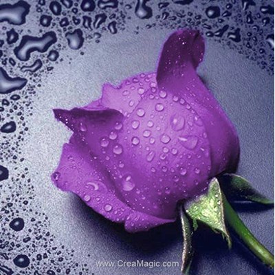 Kit broderie diamant lilac rose de Diamond Painting