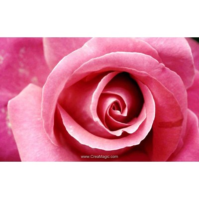 Kit broderie diamant pink rose - Diamond Painting