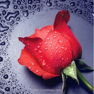 Kit broderie diamant red rose - Diamond Painting