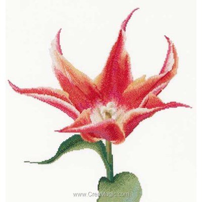 Red/orange lily flowering tulip sur aida kit à broder - Thea Gouverneur