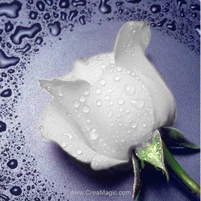 Kit broderie diamant white rose - Diamond Painting