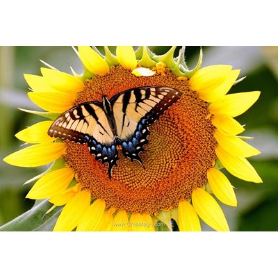 Kit broderie diamant butterfly on sunflower - Diamond Painting