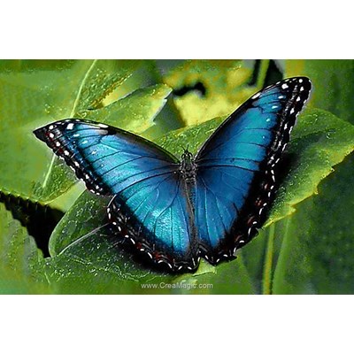 Broderie diamant blue morpho - Wizardi