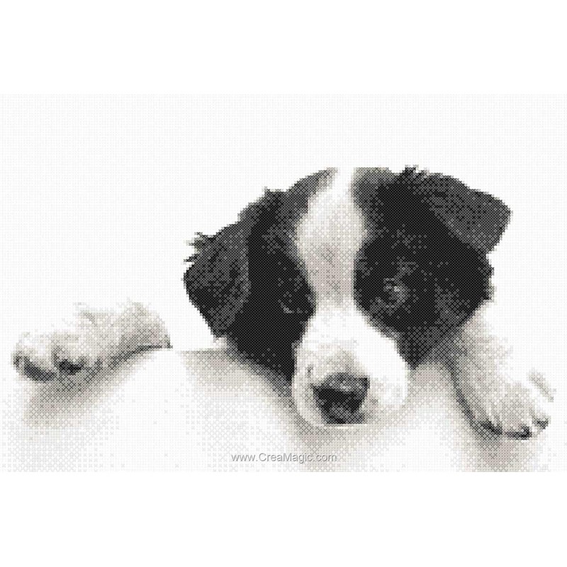 Kit Point De Croix Imprimé Border Collie | 11CT, 40x50 Cm | Pour Débutants | Tout Inclus : Toile, Fil, Aiguille…